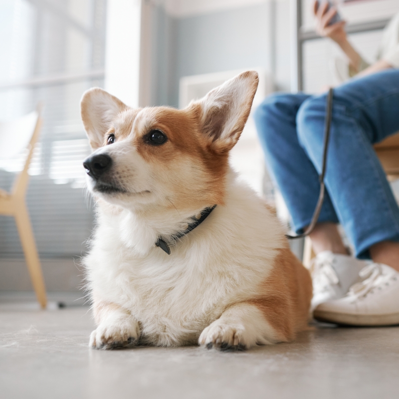 ペットリフォーム