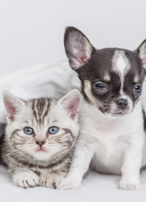 ペットリフォーム